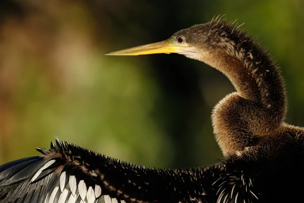 Porträt der weiblichen Anhinga — Stockfoto