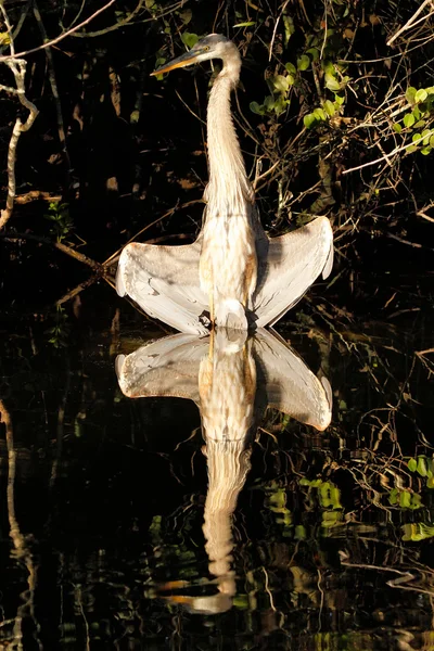 Great blue heron drying wings — Stock Photo, Image