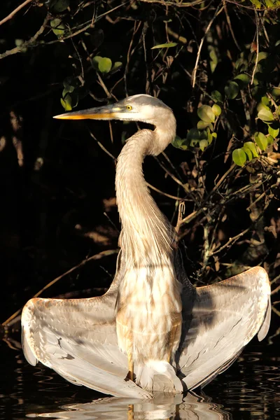 Great blue heron drying wings — Stock Photo, Image