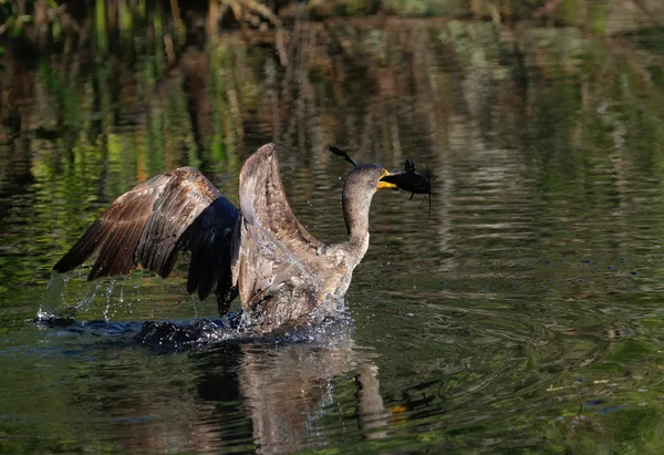 Double-crested Cormorant with a fish — Stock Photo, Image