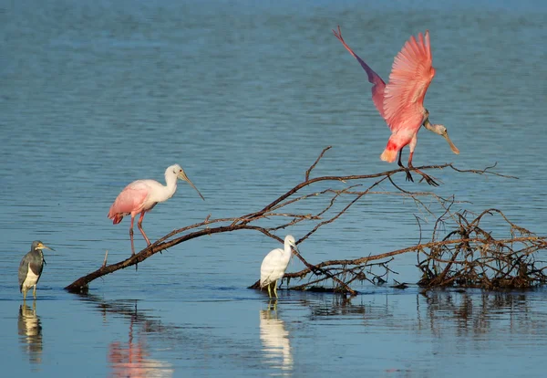 粉红琵鹭在丁亲爱的国家野生动物保护区 — 图库照片