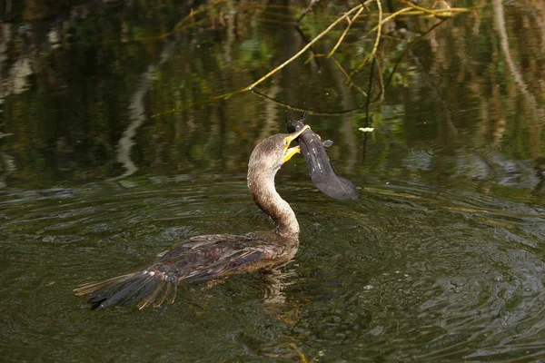 Double-crested Cormorant with a fish — Stock Photo, Image