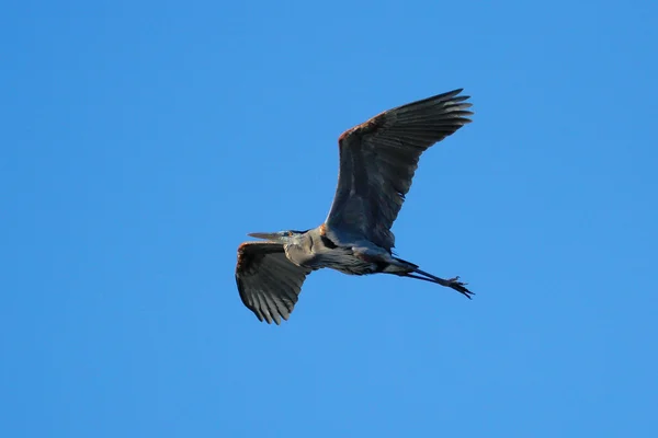 Great blue heron flyger i blå himmel — Stockfoto