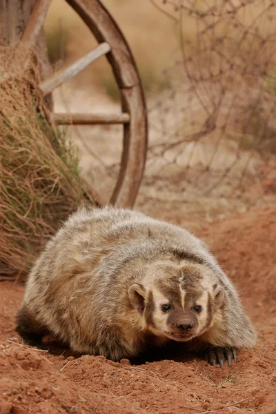 Amerika badger duduk di tanah tanah — Stok Foto