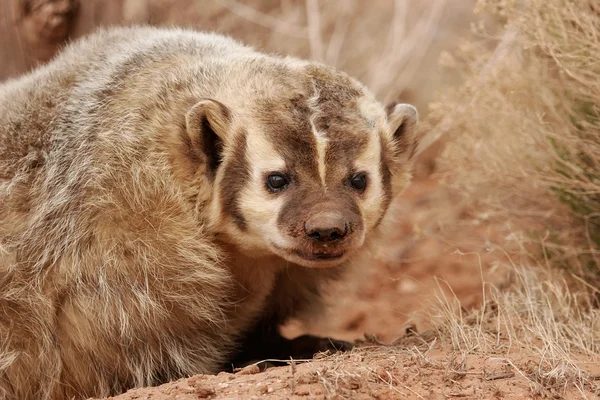 Badger Amerika (Taxidea taxus ) — Stok Foto