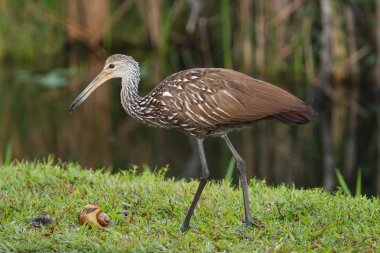 Limpkin yemek salyangoz