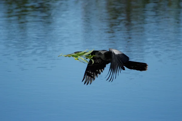 Anhinga volant vers le nid — Photo