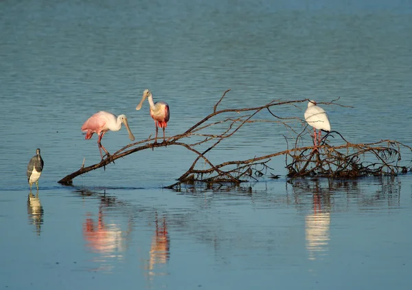 Roseate Spoonbills di Ding Darling National Wildlife Refuge — Stok Foto