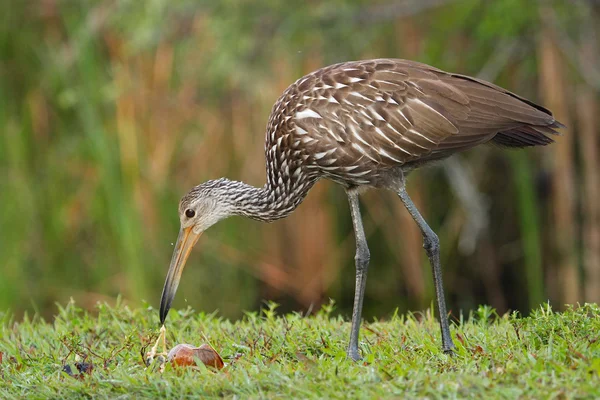 Koerlan eten slak — Stockfoto