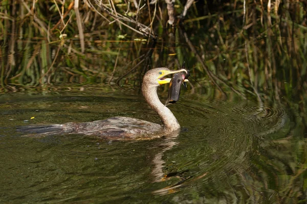 Double-crested Cormorant with a fish — Stock Photo, Image