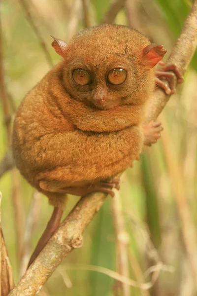 Tarsier zittend op een boom, Bohol eiland, Filippijnen — Stockfoto