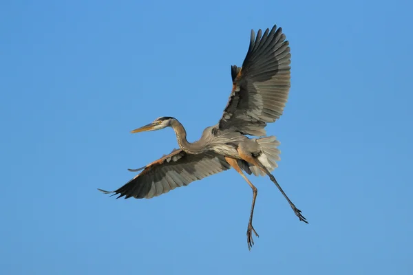 Great blue heron flyger i blå himmel — Stockfoto