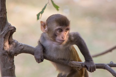 Tughlaqabad Kalesi, Delh bir ağaca oynayan genç rhesus makak