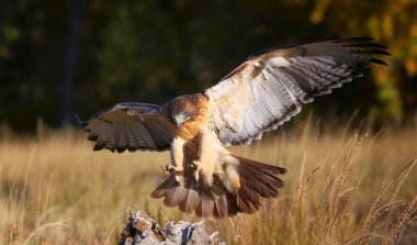 Red-tailed hawk in flight clipart