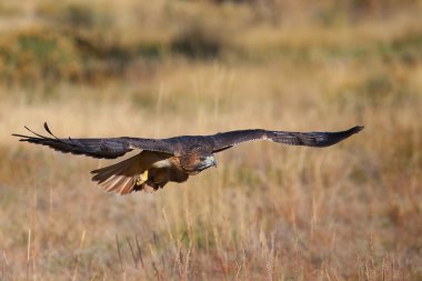 Kırmızı - kuyruklu şahin uçuş