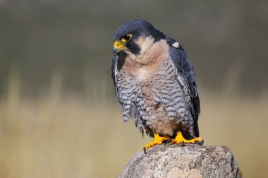Peregrine falcon bir kayaya oturan