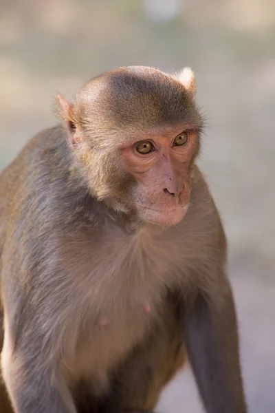Rhesus Macaque sentado en el Fuerte Tughlaqabad, Delhi, India — Foto de Stock