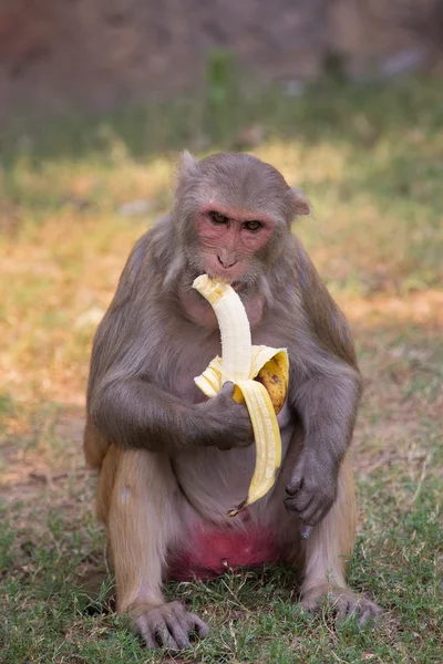 Rhesus Macaque comer banana em Tughlaqabad Fort, Delhi, Índia — Fotografia de Stock