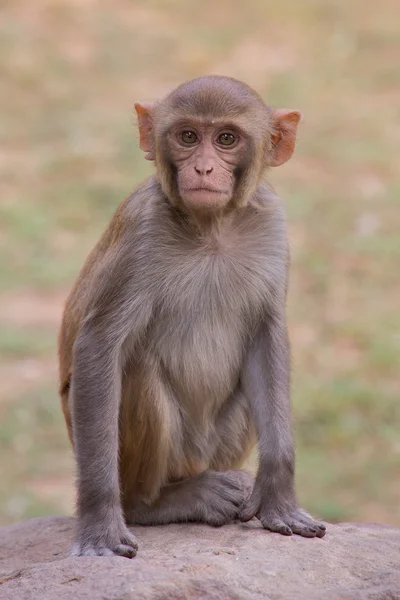 Makak rhesus sedí u pevnosti Tughlaqabad, Dillí, Indie — Stock fotografie