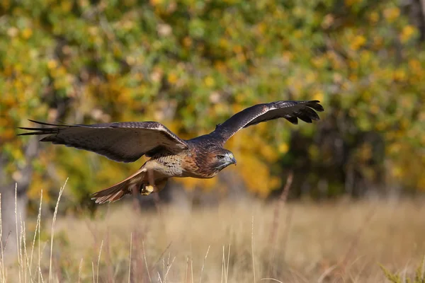 Rotschwanzfalke im Flug — Stockfoto