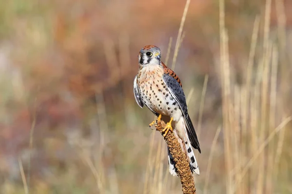 Amerikanischer Turmfalke sitzt auf einer Königskerze — Stockfoto