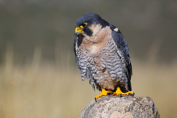 Peregrine falcon sitting on a rock