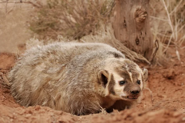 Amerika badger duduk di tanah tanah — Stok Foto