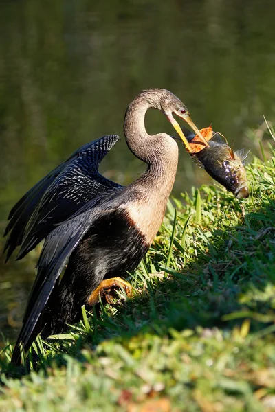 Anhinga eating fish — Stock Photo, Image