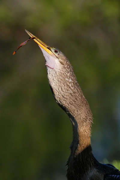 Anhinga verschluckt Fische — Stockfoto