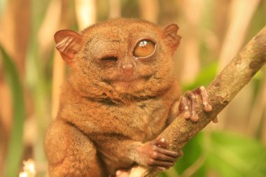 Tarsier Filipinler 'deki Bohol Adası' nda bir ağaçta oturuyor.