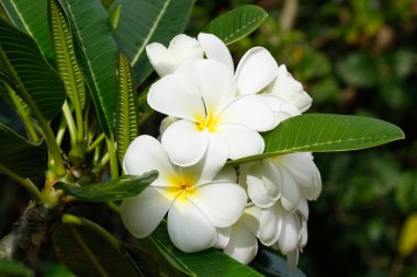Beyaz plumeria çiçekler