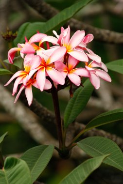 pembe plumeria çiçekler