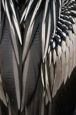 Anhinga feathers close up clipart