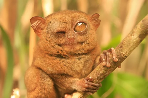 Tarsier sitter på ett träd, Bohol Island, Filippinerna — Stockfoto