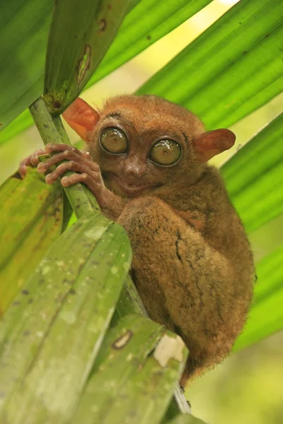 Tarsier sentado en un árbol, isla Bohol, Filipinas —  Fotos de Stock