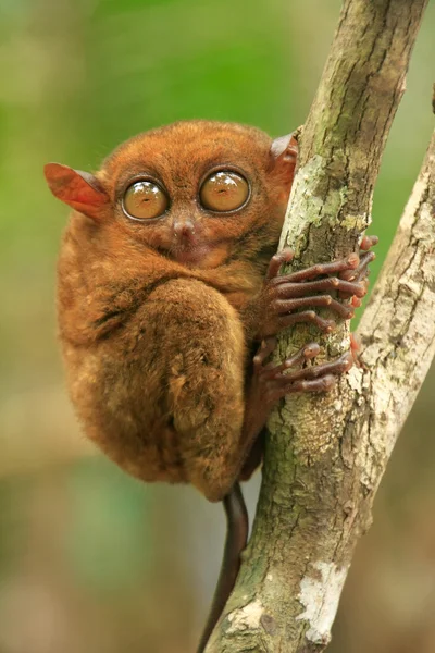 Tarsier sentado en un árbol, isla Bohol, Filipinas —  Fotos de Stock