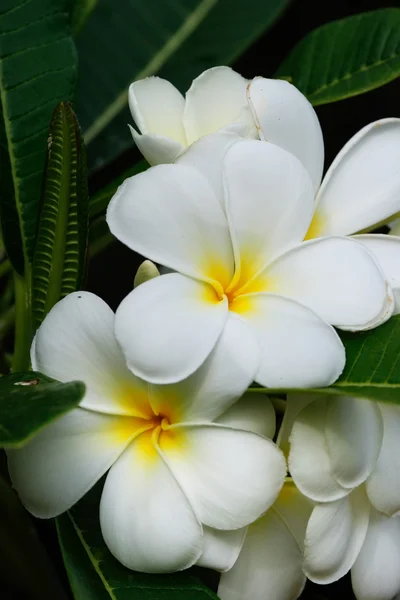 Plumeria flores brancas — Fotografia de Stock