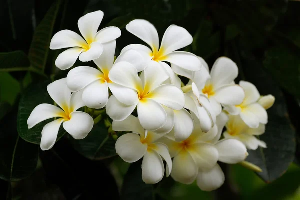 Белые цветы Plumeria — стоковое фото