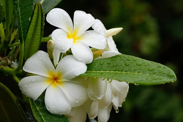 Su damlaları ile beyaz plumeria çiçekler — Stok fotoğraf