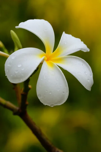 Белый цветок с капельками воды — стоковое фото