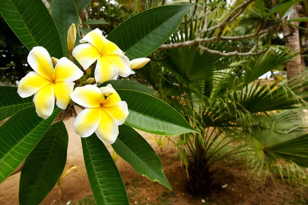 Flores de plumeria amarelas — Fotografia de Stock