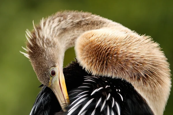 Anhinga περιποίηση φτερά — Φωτογραφία Αρχείου