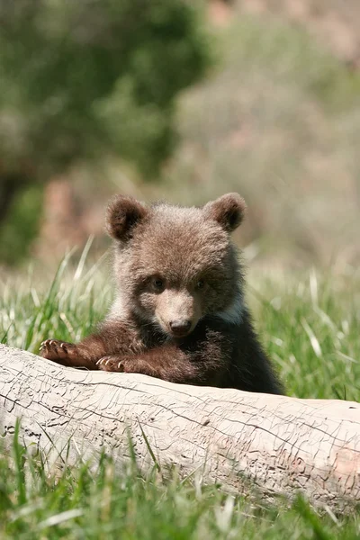 Медвежонок-гризли сидит на бревне — стоковое фото