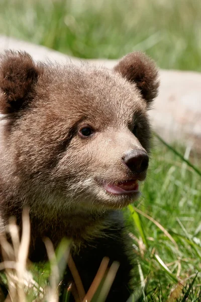 Retrato do filhote de urso Grizzly — Fotografia de Stock