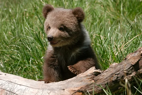 Grizzly bear cub siedzi na logu — Zdjęcie stockowe