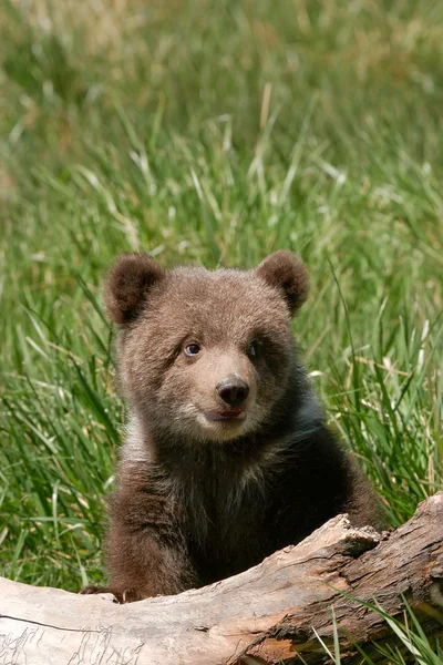 灰熊小熊坐在日志上 — 图库照片