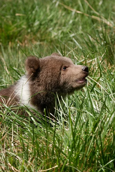Грізлі ведмідь дитинча сидить у зеленій траві — стокове фото