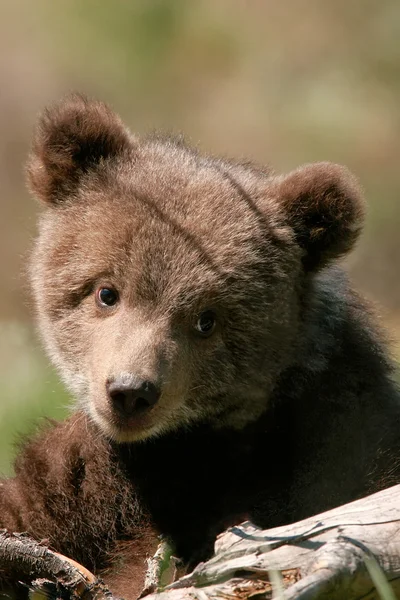 Портрет ведмедя Грізлі — стокове фото