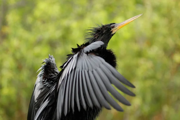 Anhinga stretching wings — Stock Photo, Image