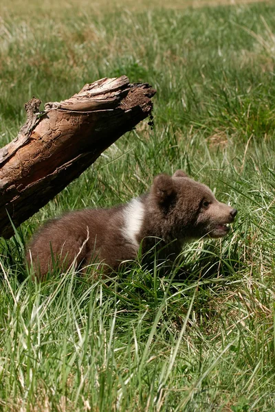 Grizzly urso filhote sentado na grama verde — Fotografia de Stock